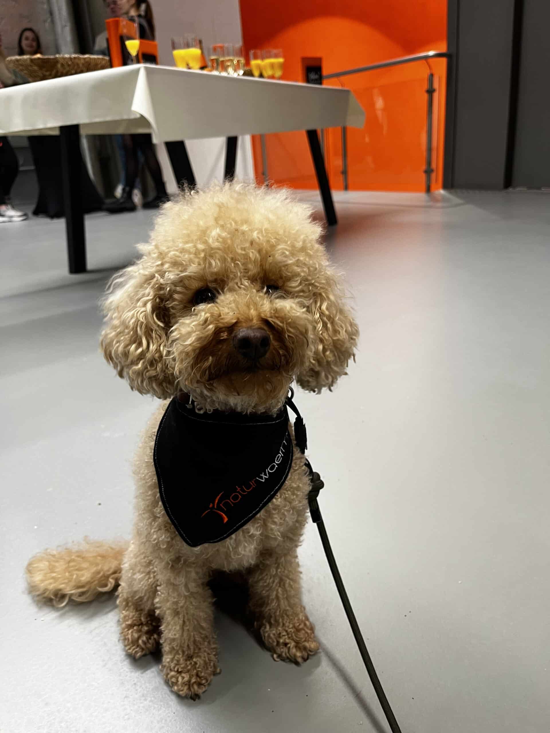 Neueröffnung Beratungsscenter naturwaerme Pudel mit naturwaerme Halsband